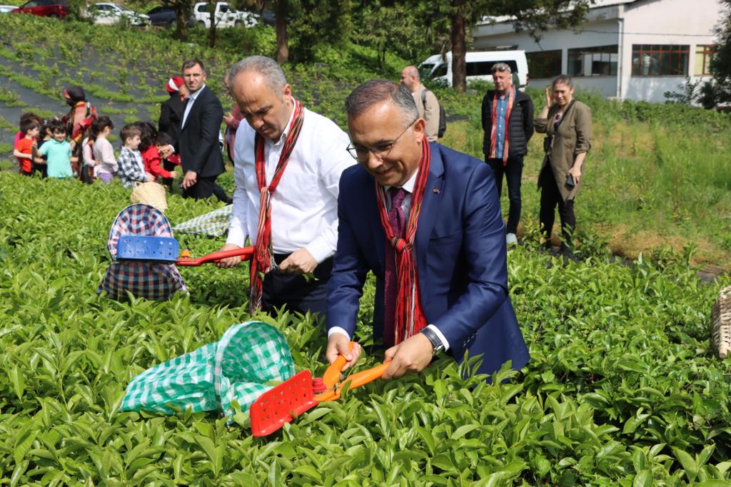  Vali Kemal Çeber, Çay Sezonu Açılışında Çay Hasadı Yaptı